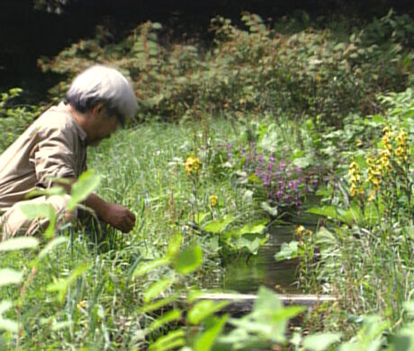 Miyazaki: Spirit of Nature